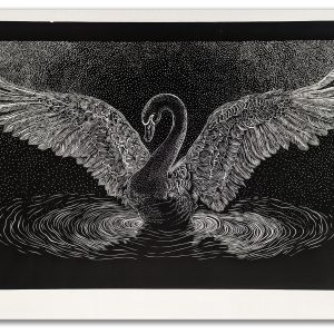 Swan - Open Wings