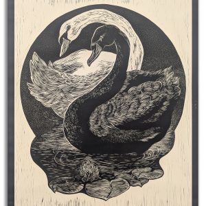 Black and white Swan